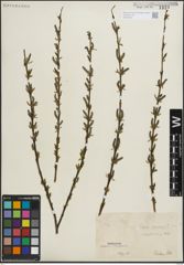 Foto von Salix purpurea L.